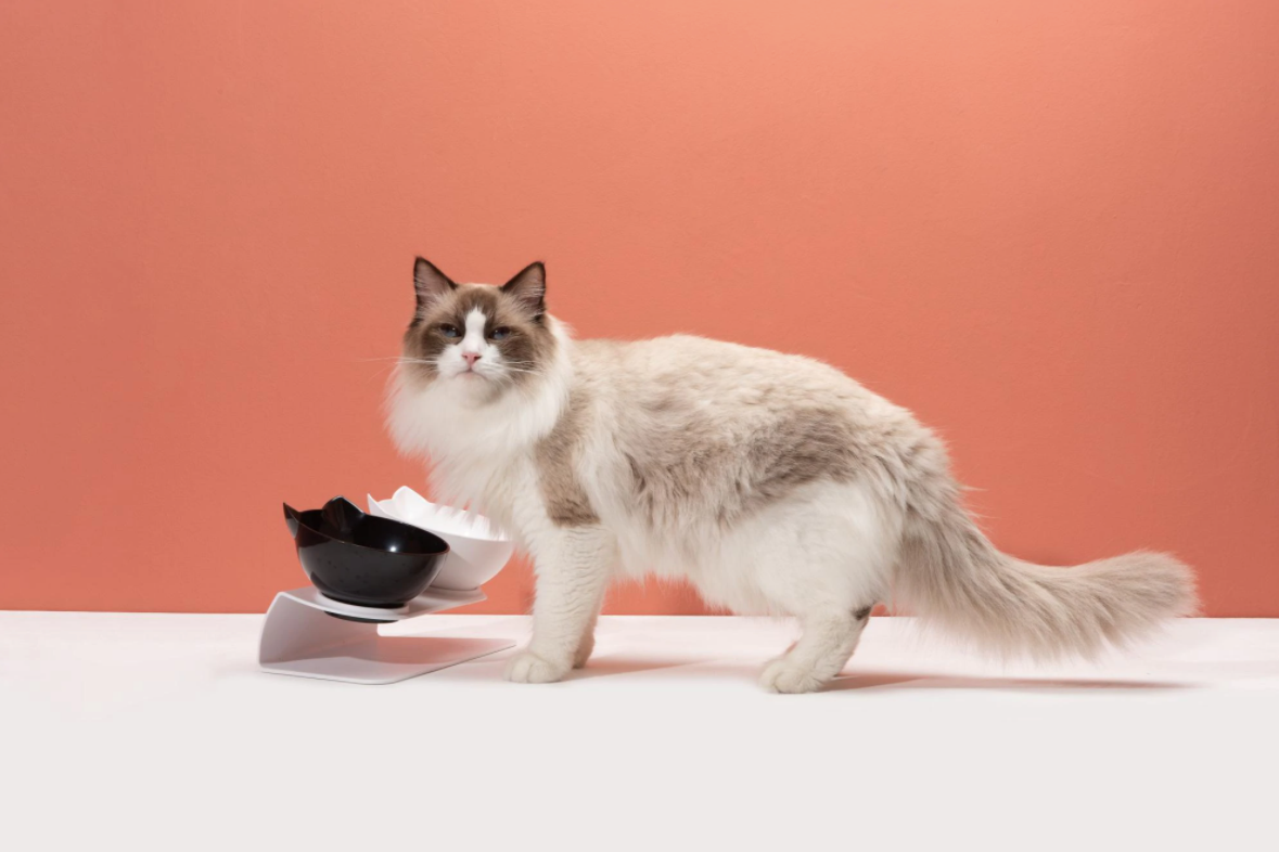 Pro Katten Voerbak | Anti-braken Orthopedische Voerbakjes